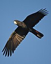 A red-tailed black cockatoo in flight