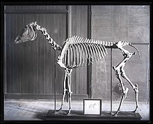 Mounted Skeleton of Horse, "Old Henry Clay"