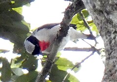 Cherry-throated tanager photographed from a bottom-front angle showing the top of its head