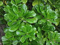 Clusters in Ap Lei Chau, Hong Kong