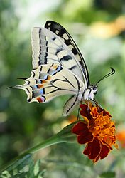 Papilio machaon