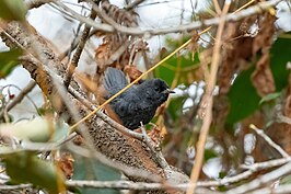 Donkere tapaculo