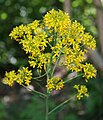 Steife Rauke (Sisymbrium strictissimum)