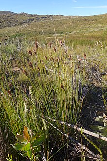 Growth form of Schoenus megacarpus