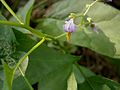 Solanum dulcamara flowers