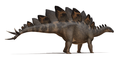 Plates of Stegosaurus stenops