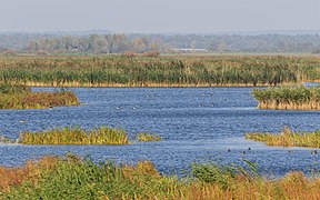 Nationalpark Warthemündung