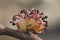 2. Ulmus glabra: άνθη και πλατύ κλαδάκι
