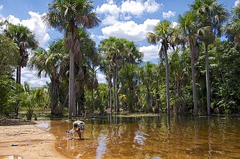 Mauritia flexuosa trees in Maranhão