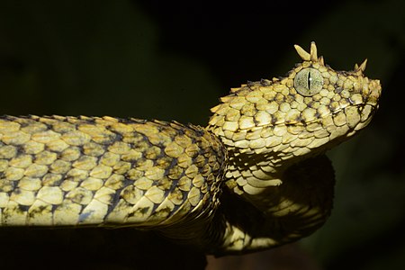 Field observation in Tanzania