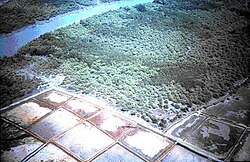 Rice polders in Guinea Bissau with acid sulfate soils along a sea-arm amidst mangroves