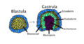 Gastrulation occurs when a blastula, made up of one layer, folds inward and enlarges to create a gastrula. This diagram is color coded. Ectoderm, blue. Endoderm, green. Blastocoel (the yolk sack), yellow. Archenteron (the gut), purple.