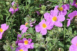 Cistus incanus