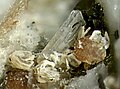 Klinoptilolith-K (farblos), Chabasit-Ca (cremefarbene Täfelchen) und Eudialyt (rötlich) aus dem Steinbruch Poudrette (Sichtfeld: 3,2 × 2,3 mm)