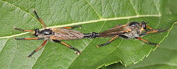 Robber flies mating