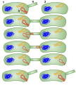 1: Donor bacteria cell (F+ cell) 2: Bacteria that receives the plasmid (F- cell) 3: Plasmid that will be moved to the other bacteria 4: Pilus Conjugation in bacteria using a sex pilus.