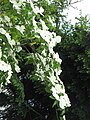 Cornus 'Eddie's White Wonder'