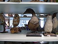 Historische Naturaliensammlung, Ornithologische Abteilung