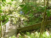 Boardwalk at Devil's Millhopper