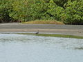 Küstenreiher Western Reef Heron