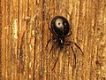 Weibchen von Steatoda borealis