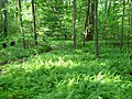 Fern bed under a forest canopy in woods near Franklin, Virginia