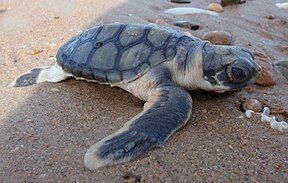 Junge Wallriffschildkröte (Natator depressus)