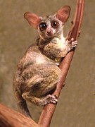 Senegal-Galago