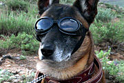 A United States Army Belgian Shepherd wearing Doggles-brand goggles to protect his eyes from dust in Afghanistan