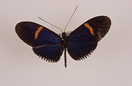 Heliconius cyrbia