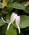 Lonicera japonica.