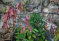 Kalanchoe pinnata