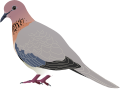 Laughing Dove