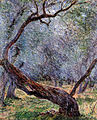 "Studio di ulivi" Claude Monet, 1884. The olive trees are still present in the Garden of Villa Mariani.