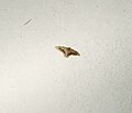 026 Geometridae ??