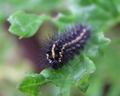 Magpie moth (Nyctemera annulata) caterpillar feeding on ragwort in Wellington, New Zealand