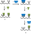 Schematisches Prinzip einer Schutzgruppe