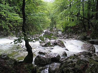 Sava Bohinjka Slovenya'nın kuzeybatısında bulunan Sava Nehri'ni besleyen kollardan birisidir. 31 metre yüksekliğinde olup bu nehri besleyen kollardan daha kısa olanıdır. Kendisininden 805 metre daha alçakta bulunan Triglav Lakes Vadisi'ni oluşturmak ile birlikte Savica Şelalesi'nin de asıl beslenme kaynağını oluşturur. Aynı zamanda ismi Savica "küçük Sava" olarak da bilinmektedir. (Üreten: Szasza)