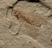 fossilized scorpion fly