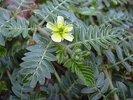 A királydinnye (Tribulus terrestris)