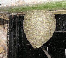 Nest