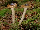 Olivbrauner Schneckling (Hygrophorus olivaceoalbus)