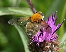 Sericomyia superbiens female