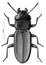 Platisus zelandicus