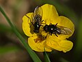 cf. Cheilosia species (Diptera: Syrphidae)