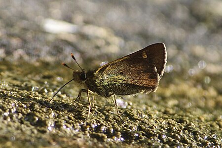 Ventral view