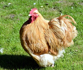 Buff cock