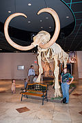 Another view of the Columbian Mammoth in the museum’s lobby