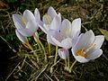 Crocus kotschyanus