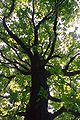 Crooked branches of Quercus robur, Serbia.